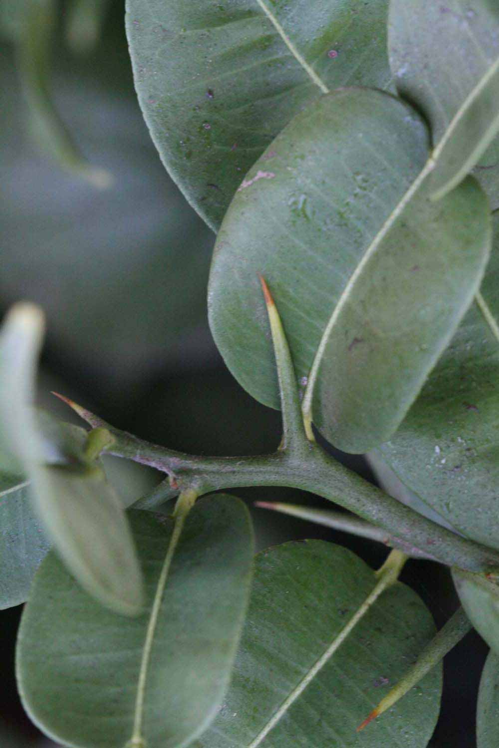              First year twig (Riverside, CA)       